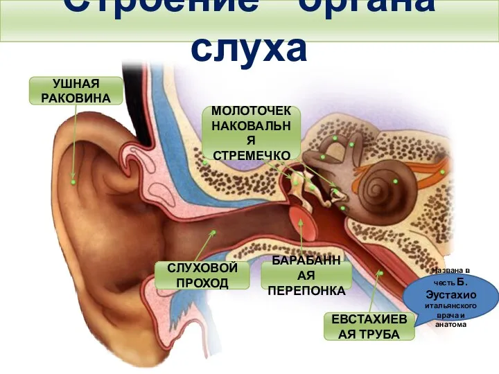 Строение органа слуха Тема. Строение и функции слухового анализатора. Гигиена