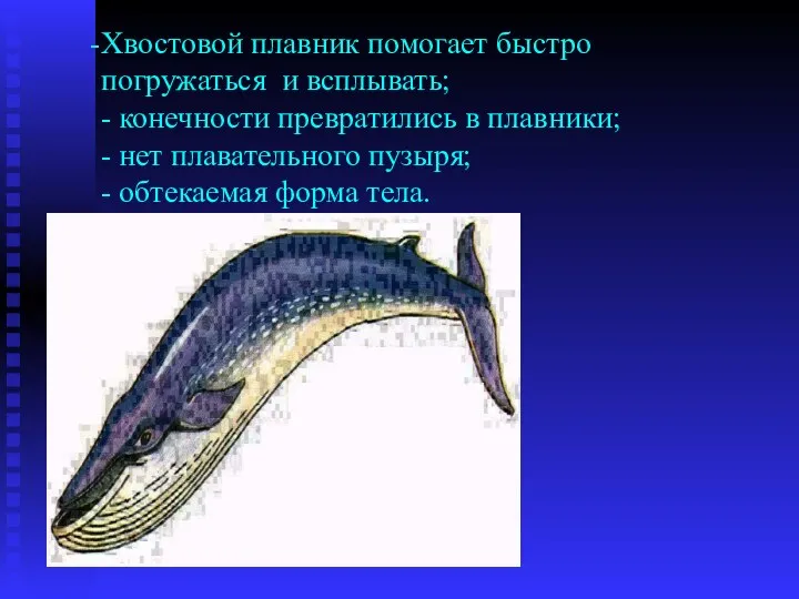 Хвостовой плавник помогает быстро погружаться и всплывать; - конечности превратились