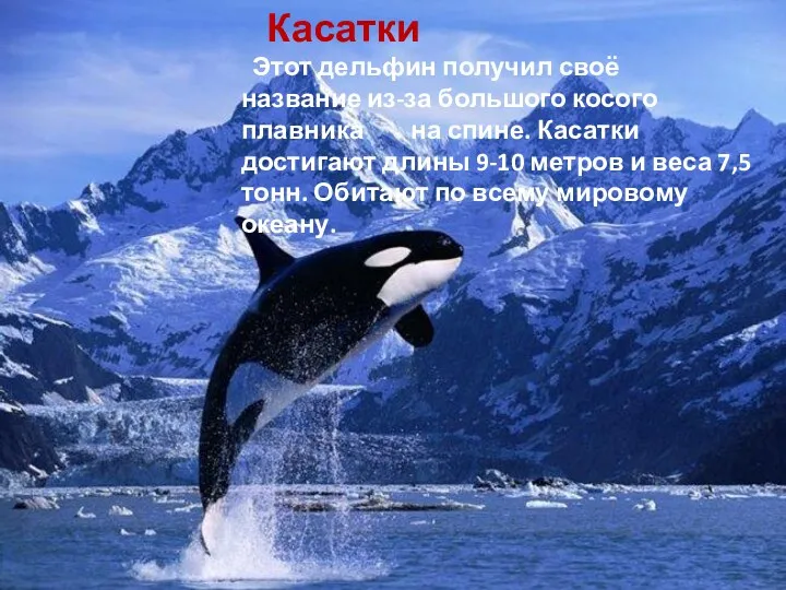 Касатки Этот дельфин получил своё название из-за большого косого плавника