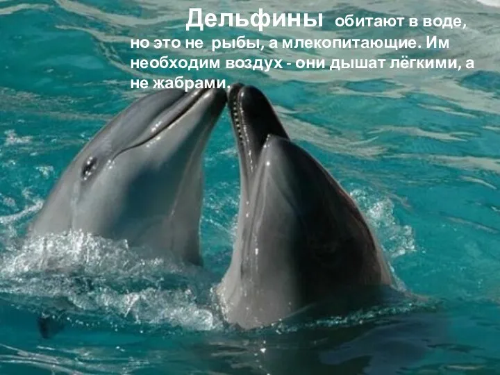 Дельфины обитают в воде, но это не рыбы, а млекопитающие.