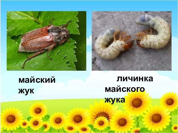 майский жук личинка майского жука