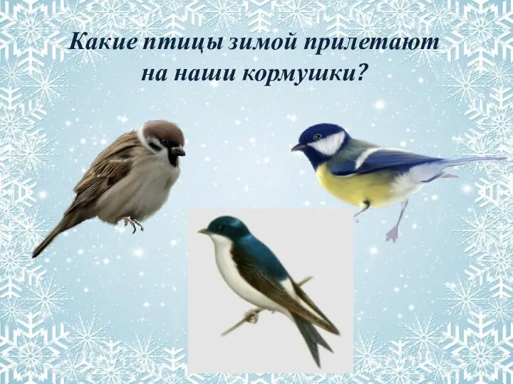Какие птицы зимой прилетают на наши кормушки?