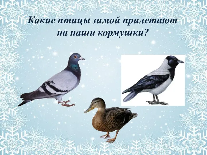 Какие птицы зимой прилетают на наши кормушки?