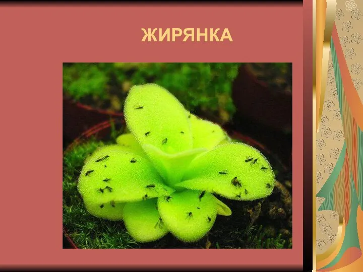 ЖИРЯНКА