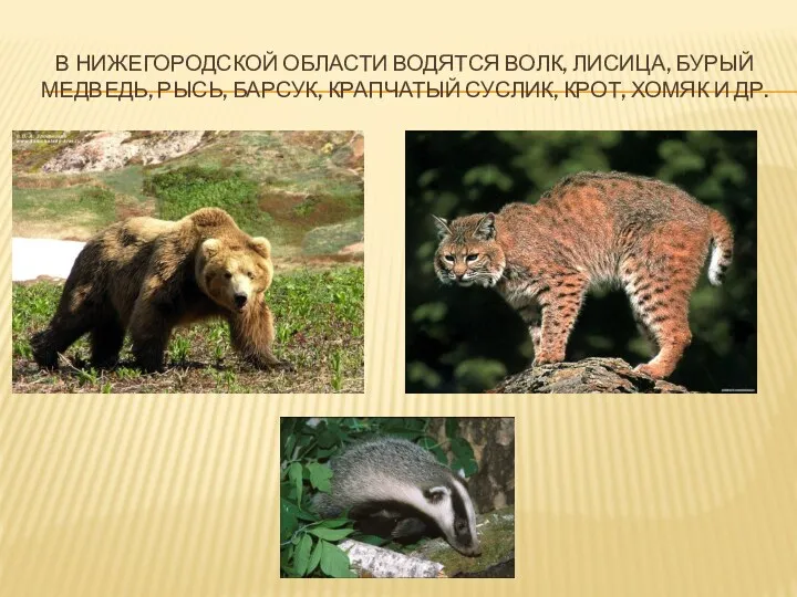 В Нижегородской области водятся волк, лисица, бурый медведь, рысь, барсук, крапчатый суслик, крот, хомяк и др.