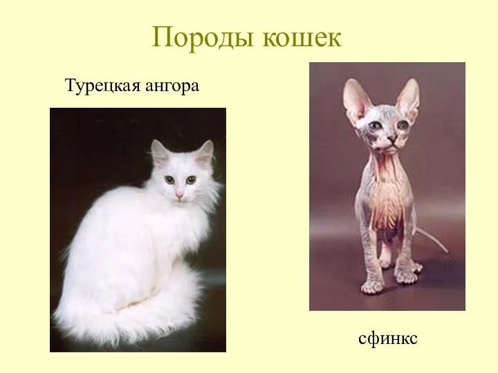 Породы кошек Турецкая ангора сфинкс