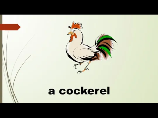 a cockerel