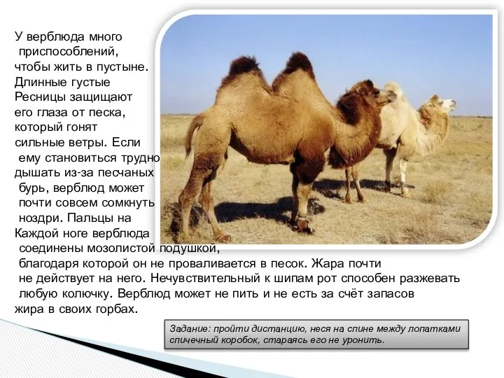 У верблюда много приспособлений, чтобы жить в пустыне. Длинные густые