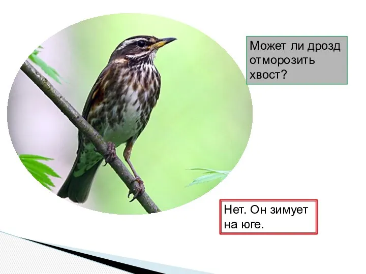 Может ли дрозд отморозить хвост? Нет. Он зимует на юге.