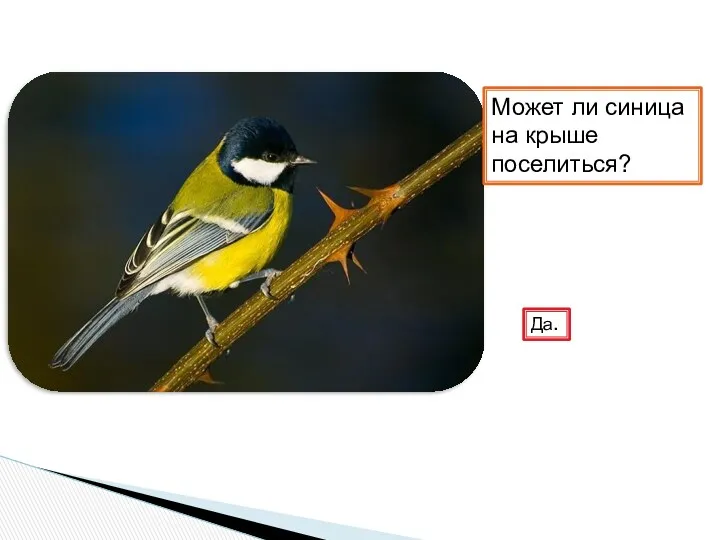 Может ли синица на крыше поселиться? Да.