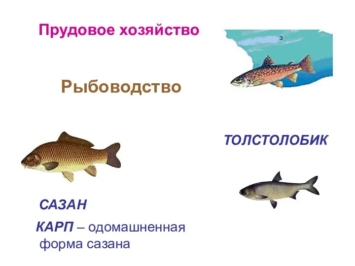 Рыбоводство САЗАН ТОЛСТОЛОБИК КАРП – одомашненная форма сазана Прудовое хозяйство