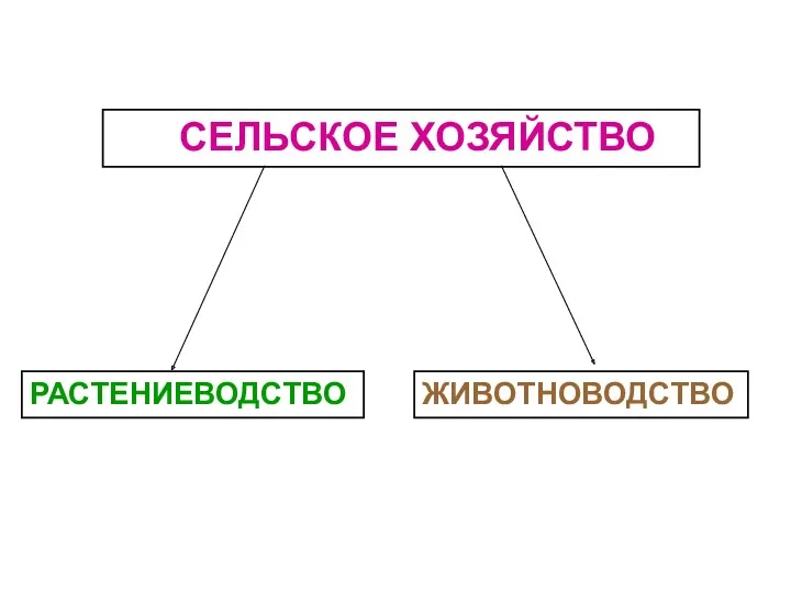 СЕЛЬСКОЕ ХОЗЯЙСТВО РАСТЕНИЕВОДСТВО ЖИВОТНОВОДСТВО