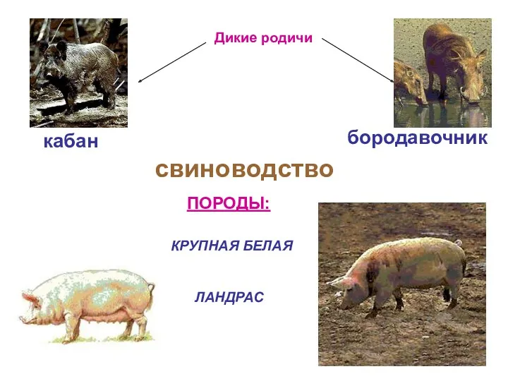 свиноводство КРУПНАЯ БЕЛАЯ ЛАНДРАС ПОРОДЫ: Дикие родичи кабан бородавочник