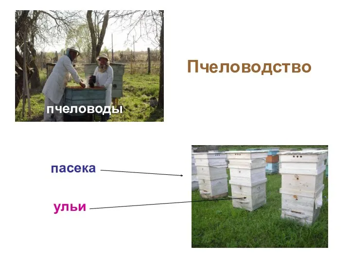Пчеловодство пчеловоды пасека ульи