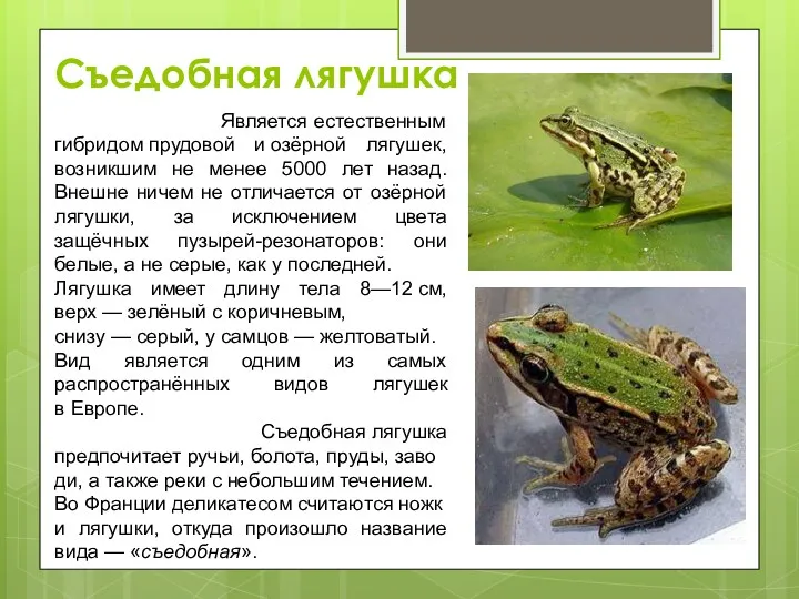 Съедобная лягушка Является естественным гибридом прудовой и озёрной лягушек, возникшим