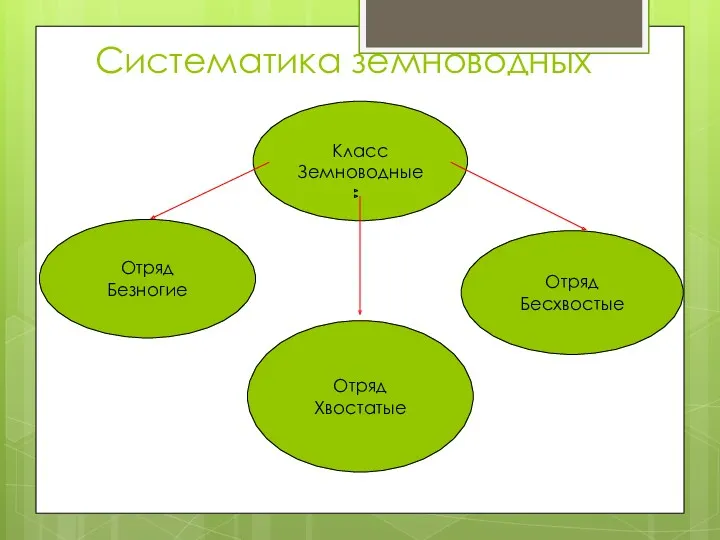 Систематика земноводных Класс Земноводные Отряд Безногие Отряд Хвостатые Отряд Бесхвостые