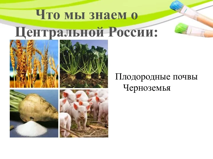 Что мы знаем о Центральной России: Плодородные почвы Черноземья