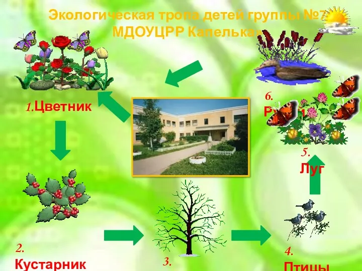 Экологическая тропа детей группы №7 МДОУЦРР Капелька» 1.Цветник 2.Кустарники 4.Птицы 6.Ручей 5.Луг 3. Деревья