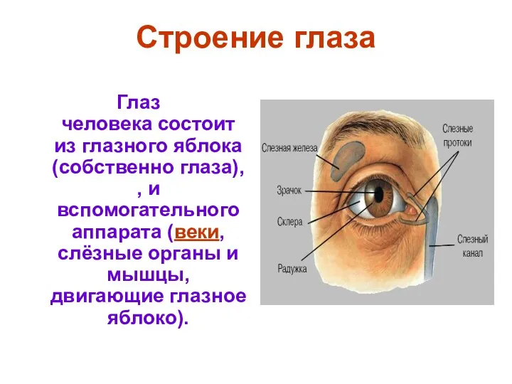 Строение глаза Глаз человека состоит из глазного яблока (собственно глаза),, и вспомогательного аппарата