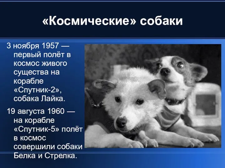 «Космические» собаки 3 ноября 1957 — первый полёт в космос живого существа на