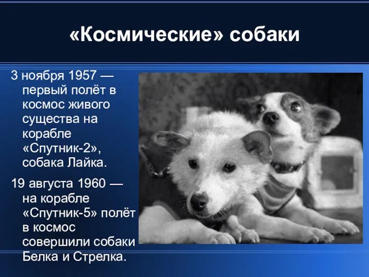 «Космические» собаки 3 ноября 1957 — первый полёт в космос