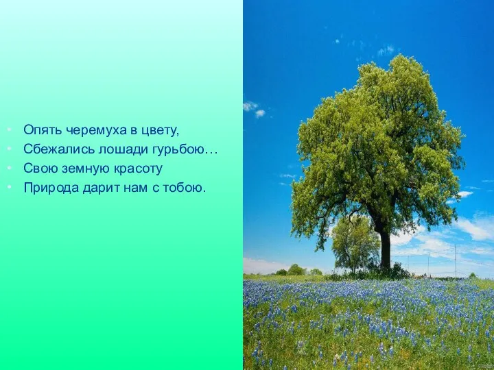 Опять черемуха в цвету, Сбежались лошади гурьбою… Свою земную красоту Природа дарит нам с тобою.