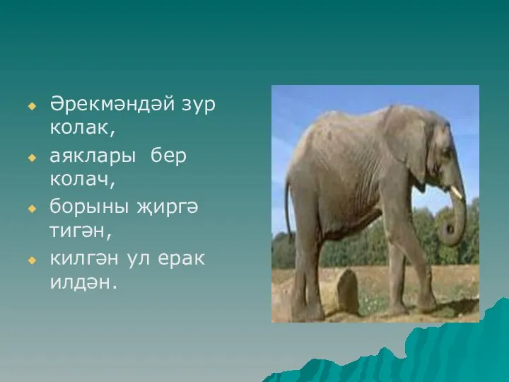 Әрекмәндәй зур колак, аяклары бер колач, борыны җиргә тигән, килгән ул ерак илдән.