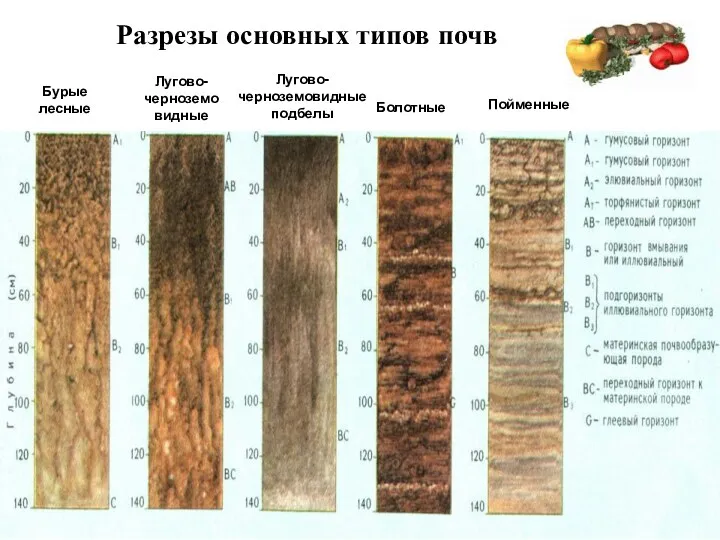 Разрезы основных типов почв Бурые лесные Лугово-черноземовидные Лугово-черноземовидные подбелы Болотные Пойменные