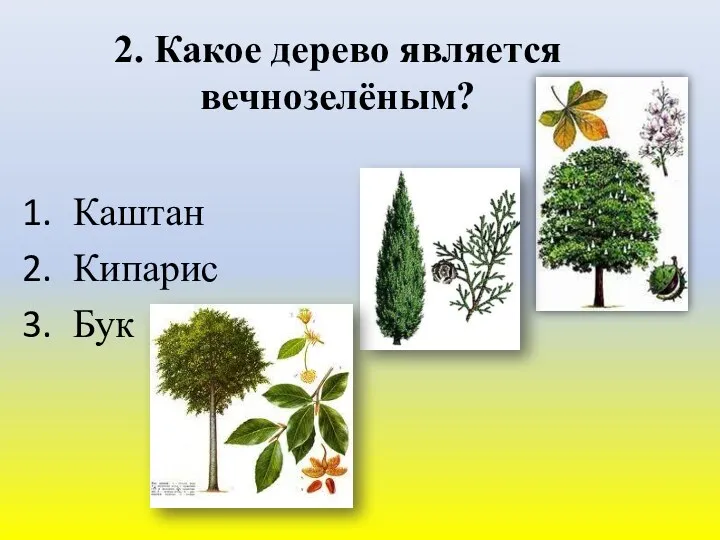 2. Какое дерево является вечнозелёным? Каштан Кипарис Бук