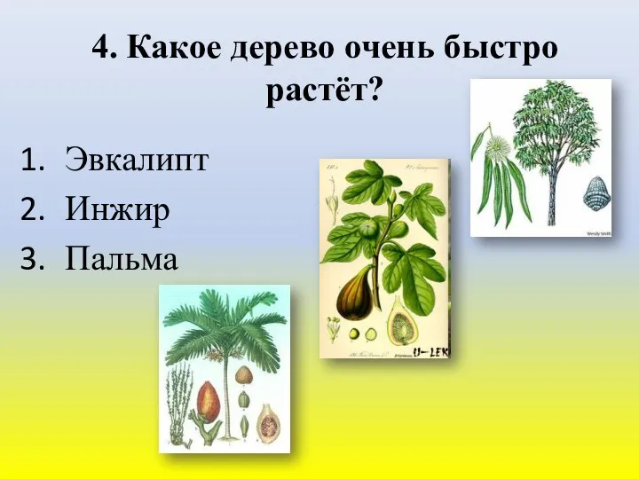 4. Какое дерево очень быстро растёт? Эвкалипт Инжир Пальма