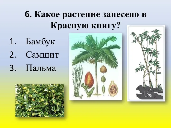 6. Какое растение занесено в Красную книгу? Бамбук Самшит Пальма