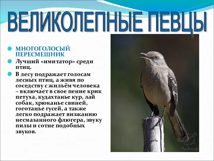 МНОГОГОЛОСЫЙ ПЕРЕСМЕШНИК Лучший «имитатор» среди птиц. В лесу подражает голосам
