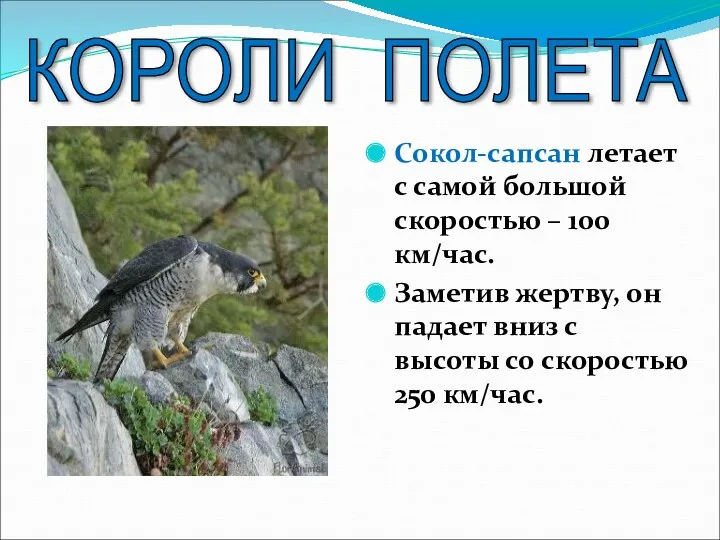 КОРОЛИ ПОЛЕТА Сокол-сапсан летает с самой большой скоростью – 100