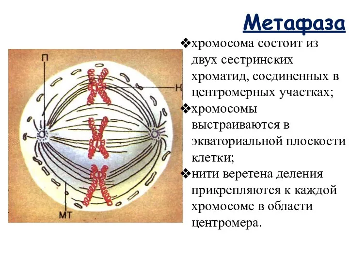 Метафаза хромосома состоит из двух сестринских хроматид, соединенных в центромерных