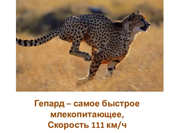 Гепард – самое быстрое млекопитающее, Скорость 111 км/ч