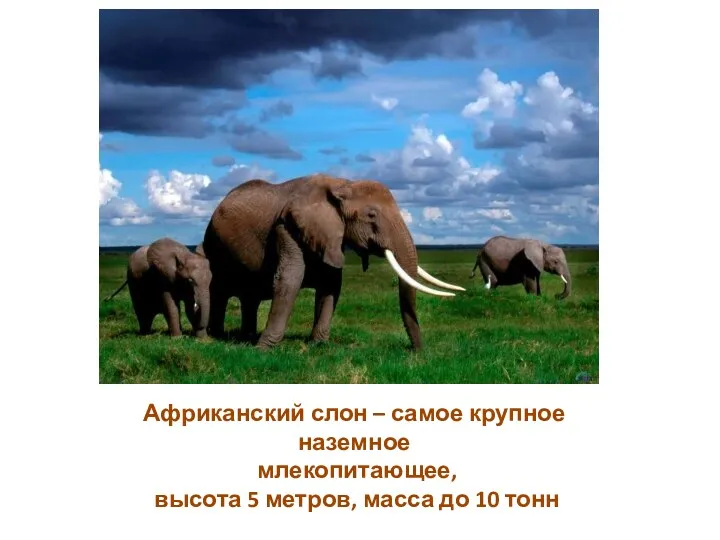 Африканский слон – самое крупное наземное млекопитающее, высота 5 метров, масса до 10 тонн
