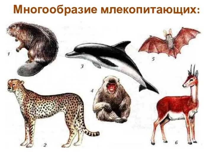 Многообразие млекопитающих: