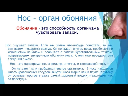 Нос – орган обоняния Обоняние – это способность организма чувствовать