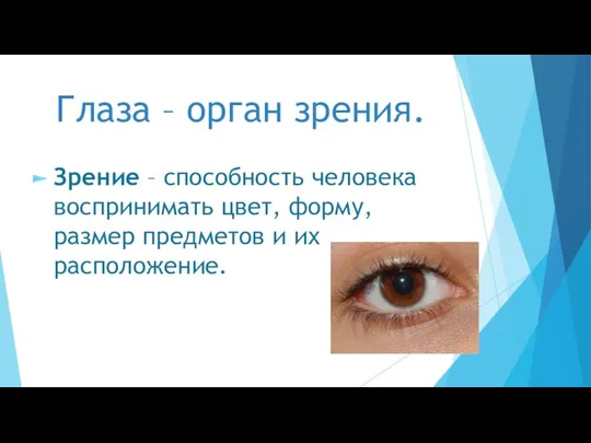 Глаза – орган зрения. Зрение – способность человека воспринимать цвет, форму, размер предметов и их расположение.