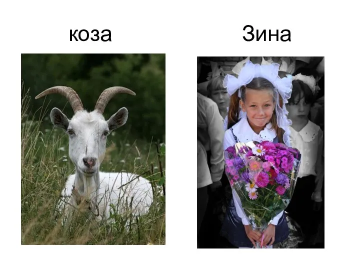 коза Зина