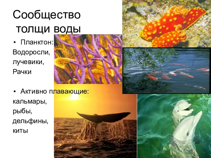 Сообщество толщи воды Планктон: Водоросли, лучевики, Рачки Активно плавающие: кальмары, рыбы, дельфины, киты