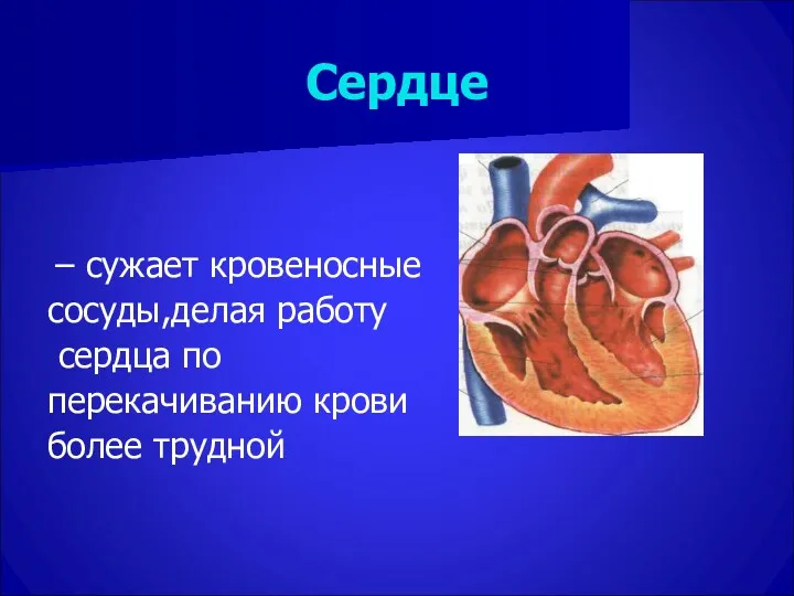 Сердце – сужает кровеносные сосуды,делая работу сердца по перекачиванию крови более трудной