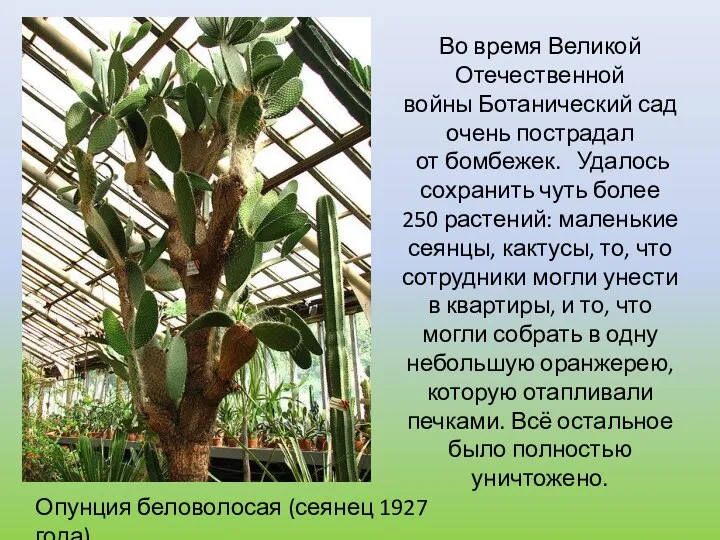 Во время Великой Отечественной войны Ботанический сад очень пострадал от бомбежек. Удалось сохранить