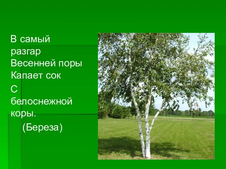 В самый разгар Весенней поры Капает сок С белоснежной коры. (Береза)