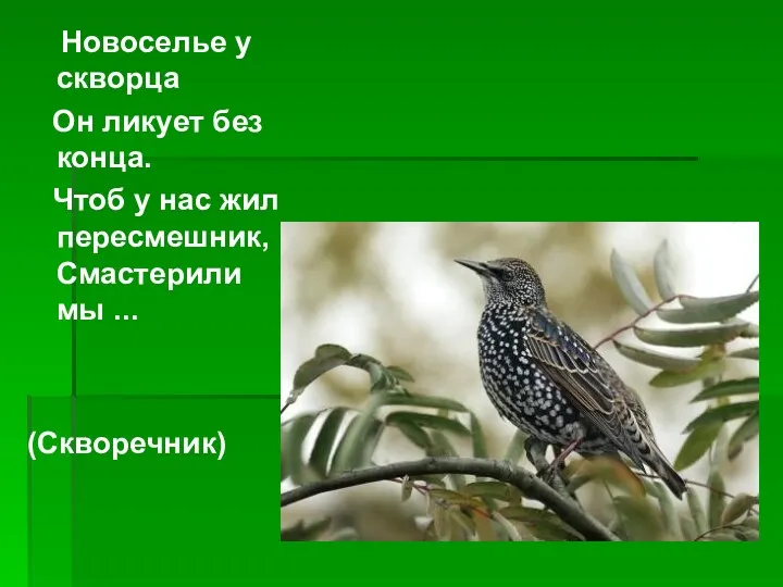 Новоселье у скворца Он ликует без конца. Чтоб у нас жил пересмешник, Смастерили мы ... (Скворечник)