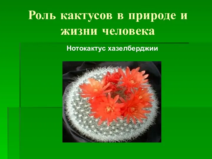 Роль кактусов в природе и жизни человека Нотокактус хазелберджии