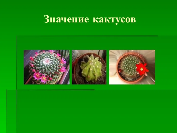 Значение кактусов