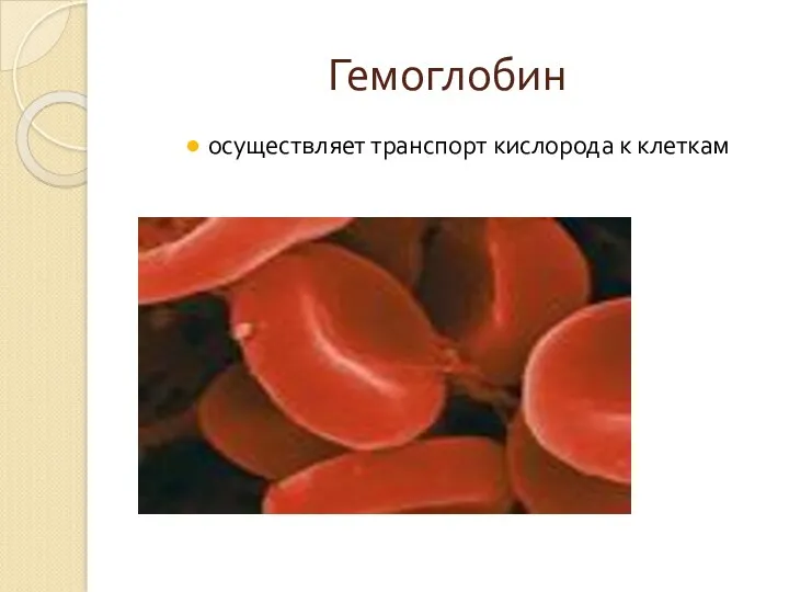 Гемоглобин осуществляет транспорт кислорода к клеткам