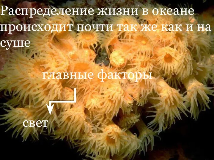 Распределение жизни в океане происходит почти так же как и на суше главные факторы свет