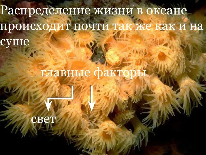 Распределение жизни в океане происходит почти так же как и на суше главные факторы свет